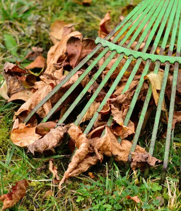 Rake Leaves
